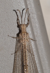 Neuroleon arenarius