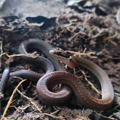 Sibynophis collaris