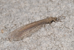 Neuroleon arenarius