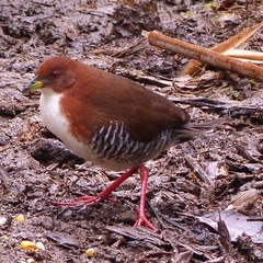 Laterallus leucopyrrhus