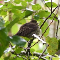 Elaenia sordida