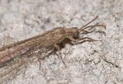 Neuroleon arenarius
