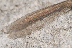Neuroleon arenarius