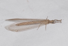 Neuroleon arenarius
