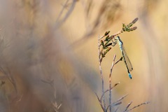 Coenagrion lunulatum