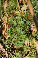 Dawsonia superba