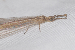 Neuroleon arenarius