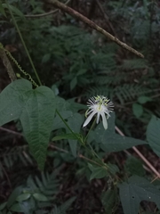 Passiflora
