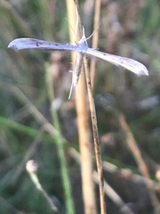 Stenoptilia zophodactylus