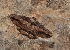 Menophra berenicidaria