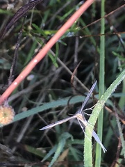Stenoptilia zophodactylus