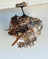 Polistes humilis humilis