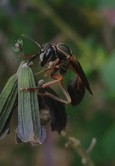 Mischocyttarus drewseni
