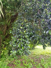 Paratachardina pseudolobata