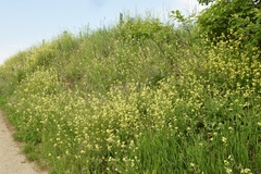 Sisymbrium orientale