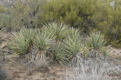 Yucca baccata