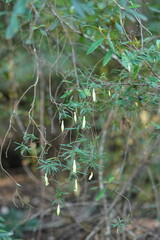 Billardiera macrantha