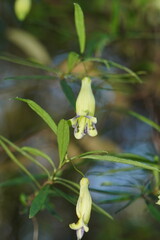 Billardiera macrantha
