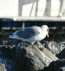 Larus glaucoides thayeri