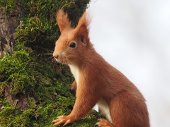 Sciurus vulgaris