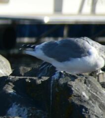 Larus glaucoides thayeri