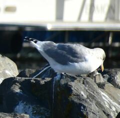 Larus glaucoides thayeri