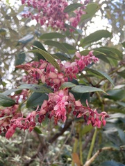 Gaultheria erecta