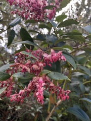 Gaultheria erecta