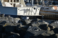 Larus glaucoides thayeri