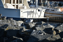Larus glaucoides thayeri