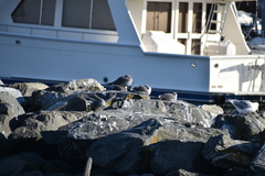 Larus glaucoides thayeri