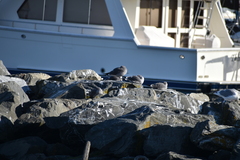 Larus glaucoides thayeri