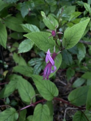 Centropogon gutierrezii