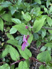 Centropogon gutierrezii