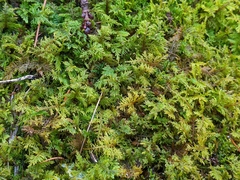 Hylocomium splendens