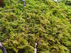 Hylocomium splendens