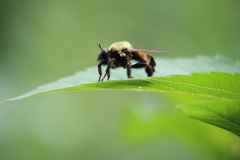 Laphria thoracica