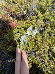 Chloraea magellanica