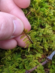 Hylocomium splendens