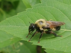 Laphria thoracica