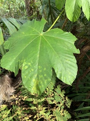 Cecropia schreberiana
