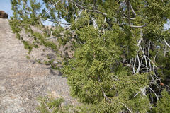 Juniperus arizonica