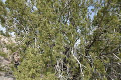 Juniperus arizonica