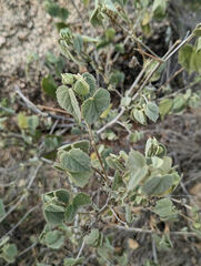 Abutilon abutiloides