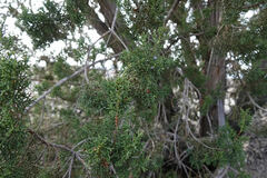 Juniperus arizonica