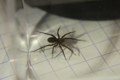 Pardosa
