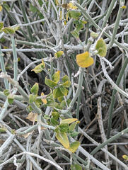 Justicia californica