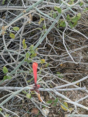 Justicia californica