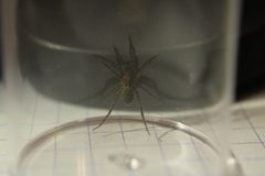 Pardosa