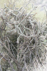 Cylindropuntia acanthocarpa acanthocarpa